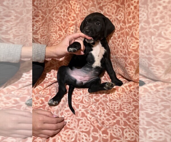 Medium Photo #11 Labmatian Puppy For Sale in ANTIOCH, CA, USA