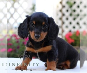 Dachshund Puppy for sale in LITITZ, PA, USA