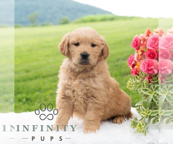 Medium Photo #6 Golden Retriever Puppy For Sale in NEWPORT, PA, USA
