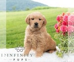 Small #5 Golden Retriever