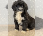 Puppy 8 Portuguese Water Dog