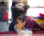 Small Photo #4 Chinese Crested Puppy For Sale in AURORA, CO, USA