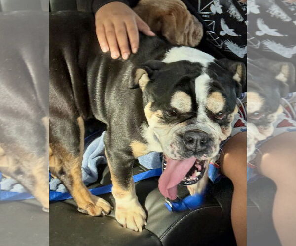 Medium Photo #8 Bulldog Puppy For Sale in Dumont, NJ, USA