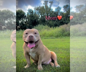 Mother of the American Bully puppies born on 09/14/2023