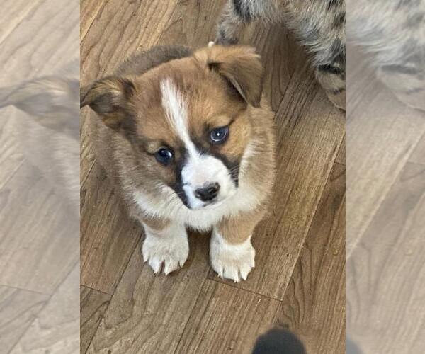 Medium Photo #3 Augi Puppy For Sale in BRIGGSDALE, CO, USA