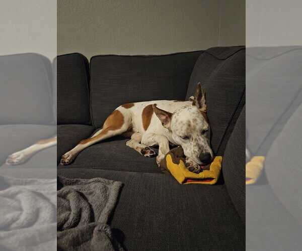 Medium Photo #6 Mutt Puppy For Sale in Lakewood, CO, USA