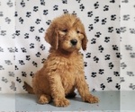 Small #3 Goldendoodle