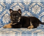 Small #1 German Shepherd Dog