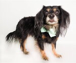 Small #7 Colonial Cocker Spaniel-Dachshund Mix
