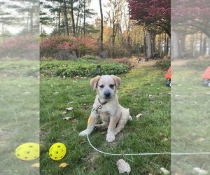 Mutt Dogs for adoption in Garden City, NY, USA