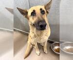 Small German Shepherd Dog