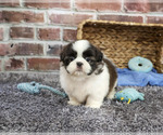 Small #4 Shih Tzu