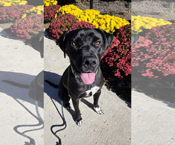 Medium Photo #2 Labrador Retriever-Unknown Mix Puppy For Sale in Rockaway, NJ, USA