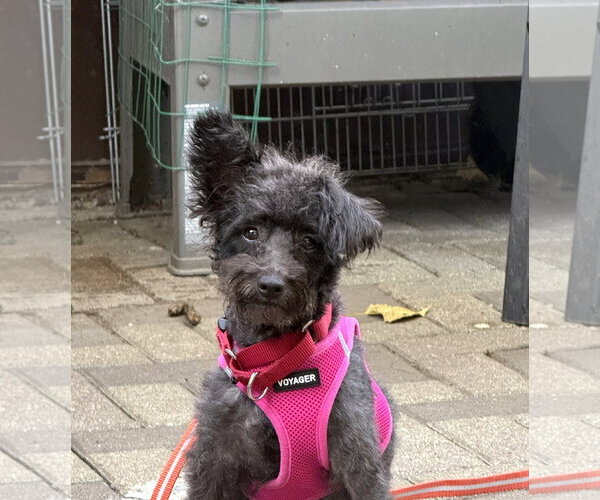 Medium Photo #2 Mutt Puppy For Sale in Wheaton, IL, USA