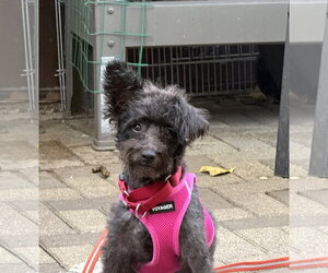 Minnie - Female Mutt Dog for Adoption - Photo #2