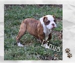 Puppy Linus Olde English Bulldogge