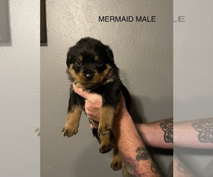 Rottweiler Puppy for sale in ARDMORE, OK, USA