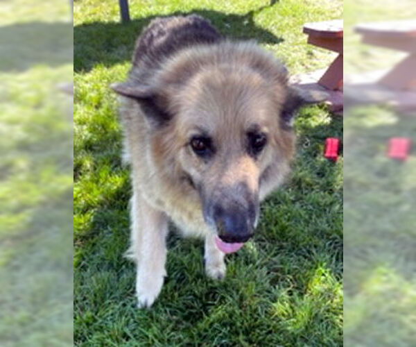 Medium Photo #3 German Shepherd Dog-Unknown Mix Puppy For Sale in Ventura, CA, USA