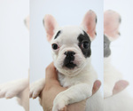 Small Photo #1 French Bulldog Puppy For Sale in ORLANDO, FL, USA