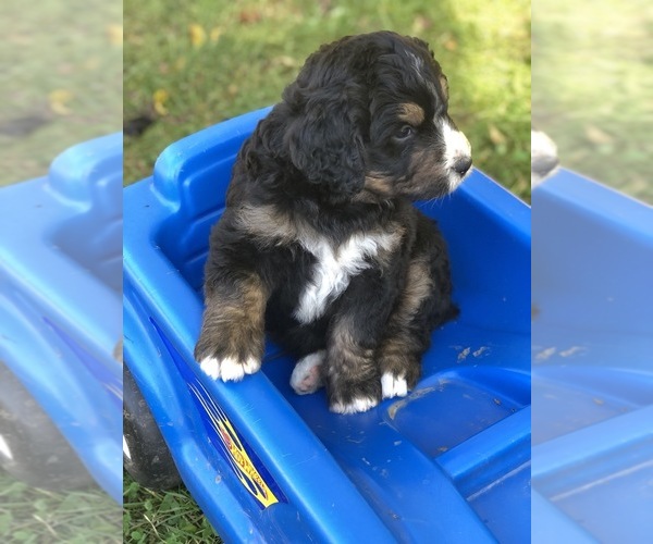 Medium Photo #17 Bernedoodle Puppy For Sale in STEWARTSVILLE, NJ, USA