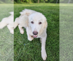 Small Photo #3 Great Pyrenees-Retriever  Mix Puppy For Sale in Grovertown, IN, USA