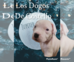Puppy 2 Dogo Argentino