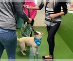 Small Photo #27 Chinese Shar-Pei-Labrador Retriever Mix Puppy For Sale in Rustburg, VA, USA