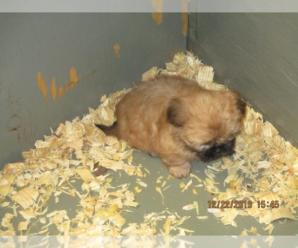 Medium Photo #1 Shih Tzu Puppy For Sale in CARROLLTON, GA, USA