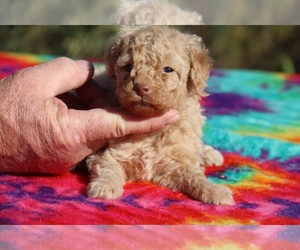 Poodle (Toy) Puppy for sale in UNION CITY, TN, USA