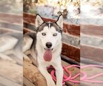 Small Photo #2 Siberian Husky Puppy For Sale in West Valley, UT, USA