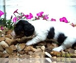 Small #8 Dachshund
