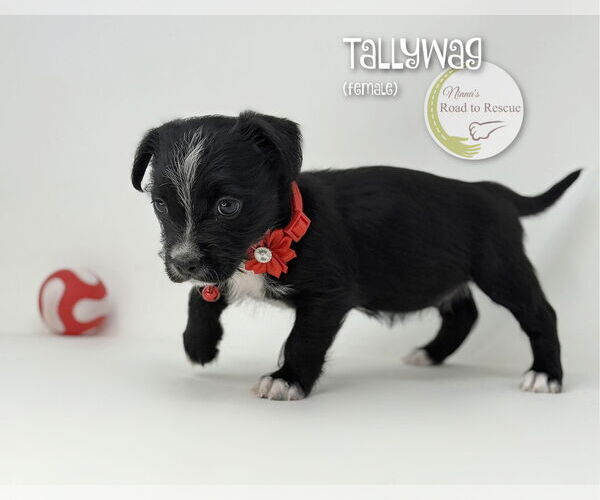 Medium Photo #3 Malteagle Puppy For Sale in Benton, LA, USA