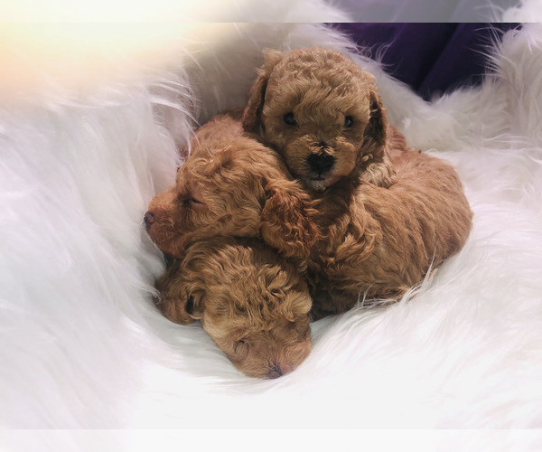 Medium Photo #26 Poodle (Toy) Puppy For Sale in CARTHAGE, MO, USA