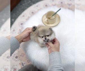 Pomeranian Puppy for sale in EASTVALE, CA, USA