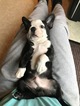 Small Photo #16 Boston Terrier Puppy For Sale in COLUMBIAVILLE, MI, USA