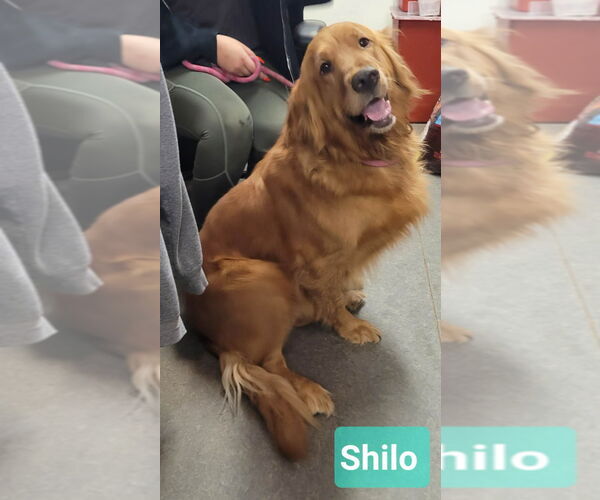 Medium Photo #1 Golden Retriever Puppy For Sale in Richmond, IN, USA