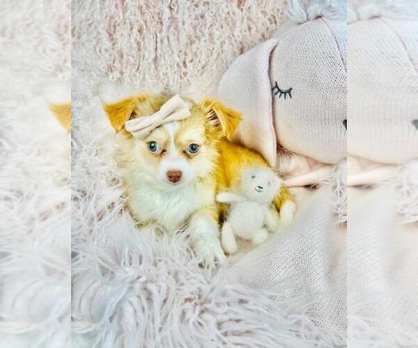 Medium Photo #12 Chihuahua Puppy For Sale in LEWISVILLE, TX, USA