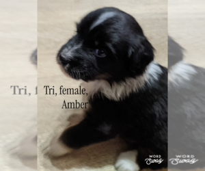 F2 Aussiedoodle Puppy for sale in ONAWAY, MI, USA