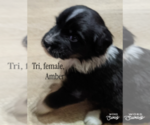 Image preview for Ad Listing. Nickname: Amber