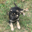 Small Photo #7 German Shepherd Dog Puppy For Sale in MACON, MO, USA