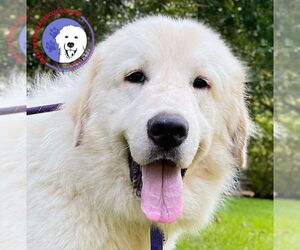 Great Pyrenees Dogs for adoption in Spring, TX, USA