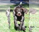 Small Photo #9 German Shorthaired Pointer Puppy For Sale in NEW WAVERLY, TX, USA