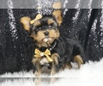 Small #4 Morkie