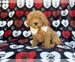 Small Cavapoo (Miniature)