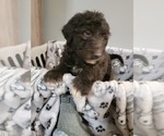 Small Photo #11 Aussiedoodle Puppy For Sale in NEW YORK MILLS, MN, USA