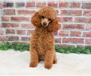 Mother of the Shih-Poo puppies born on 03/29/2026