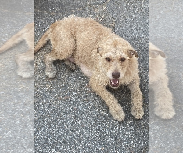 Medium Photo #1 Goldendoodle Puppy For Sale in PASADENA, CA, USA