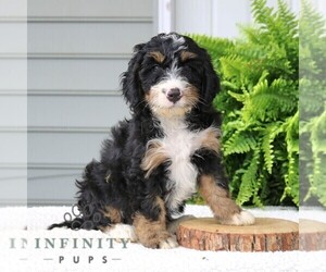 Bernedoodle (Miniature) Puppy for sale in NARVON, PA, USA