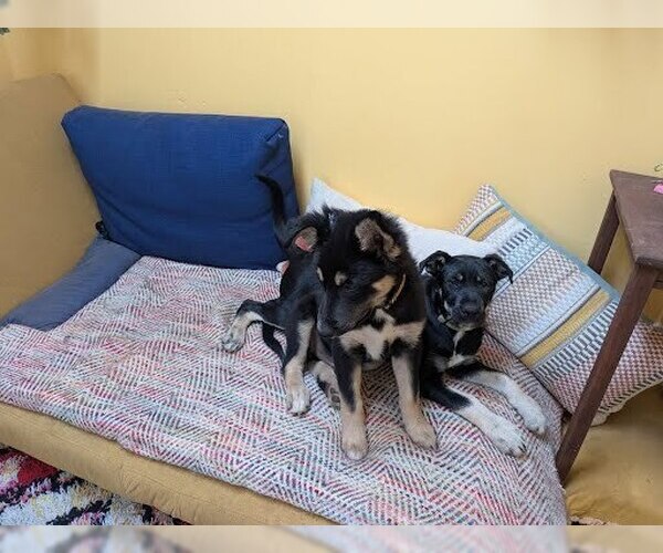 Medium Photo #11 Mutt Puppy For Sale in Pacifica, CA, USA