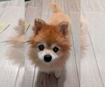 Small Pomeranian